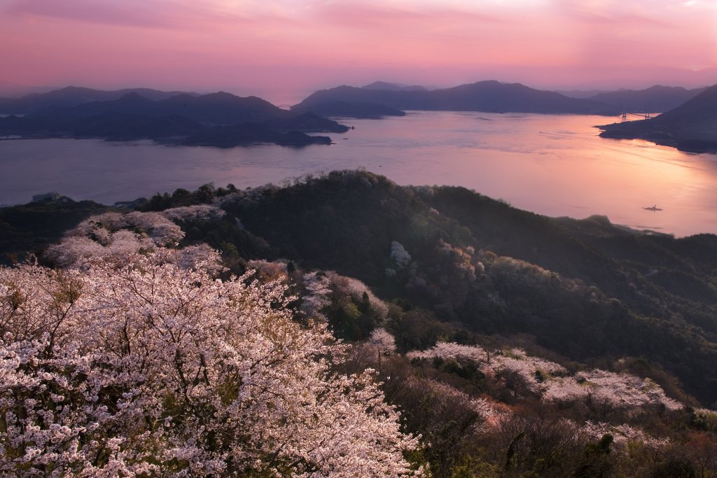 積善山の三千本桜を見に行きませんか？の画像